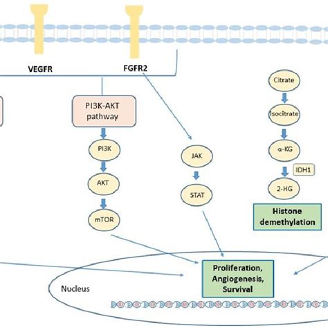 Schematic Representation Of Commonly Fgfr Gene Fusion In Icc The Most