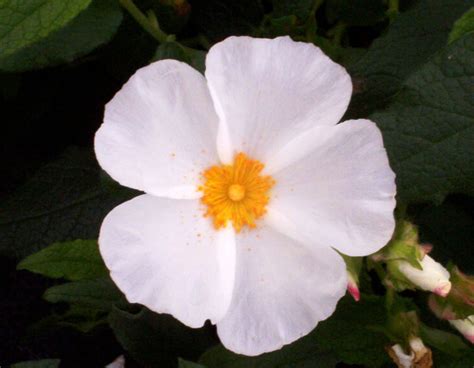 Cistus Corbariensis Rainbow Plants