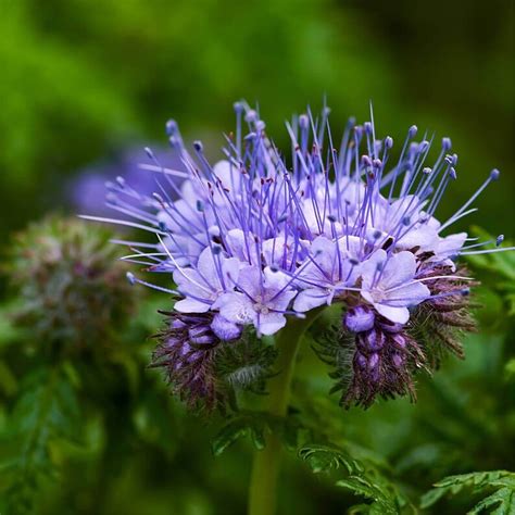 Purple Tansy Purple Lacy Fiddleneck Tansy Phacelia Long - Etsy