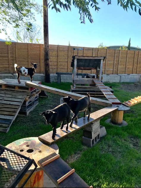 (6) DIY goat playground, with all scrap and junk. Loved by four legged ...