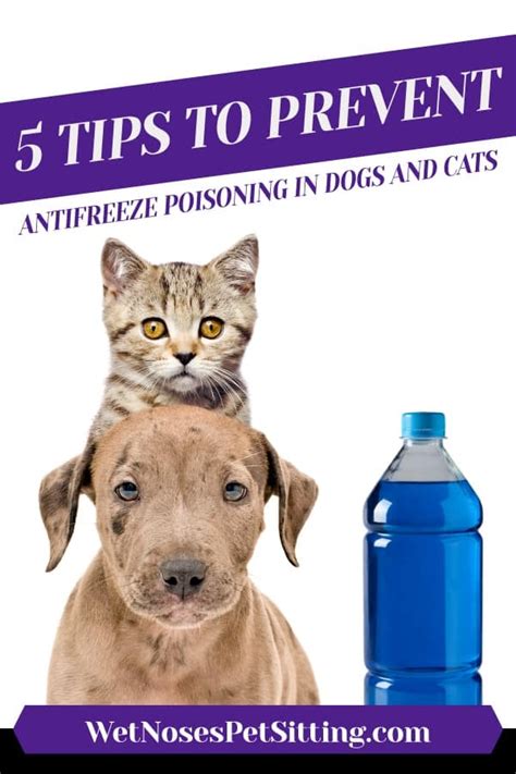 Antifreeze Poisoning In Cats