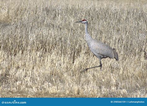 Sandhill Crane Dry Grass Marsh Stock Image Image Of Crane Clutch