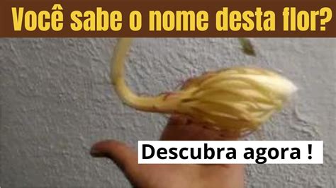 Flor da dama da noite abrindo Vaso Vídeo N 90 dicasdovéiodahorta