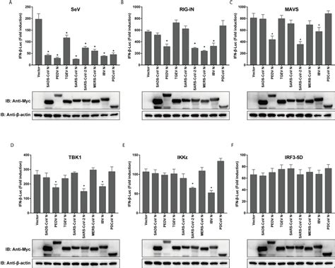 Frontiers A Comparative Analysis Of Coronavirus Nucleocapsid N