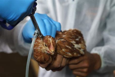 Allarme Influenza Aviaria Alle Galapagos Morte Decine Di Uccelli