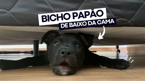 Filhote De Pitbull Debaixo Da Cama Bicho Pap O Embaixo Da Cama Youtube