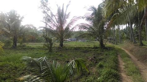 Agricultural Land Farm Land For Sale In Chittur Palakkad Acre