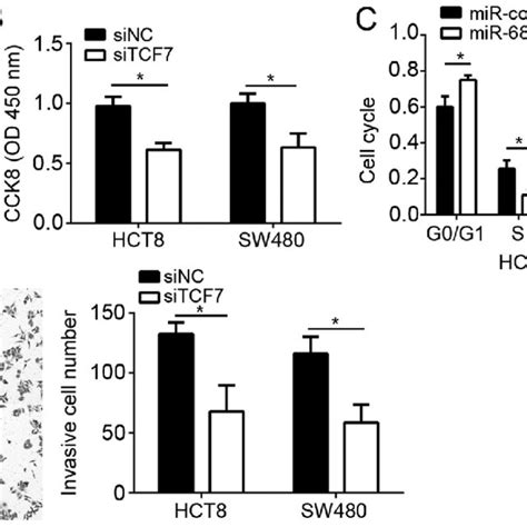 Knockdown Of TCF7 Inhibited The Proliferation And Invasion Of CRC