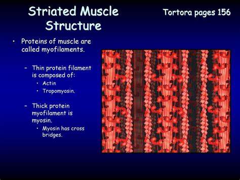 Human Muscular System Svhs Adv Biology Unit 6 Ppt Download