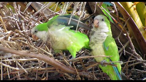 Wild Parakeets Youtube