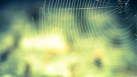 Spiderweb Wallpapers - Top Free Spiderweb Backgrounds - WallpaperAccess