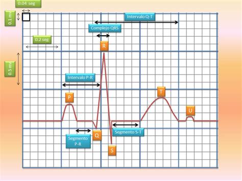 Fisiología Humana Componentes Del Electrocardiograma