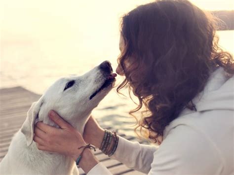 ¿sienten Los Perros El Dolor De Las Personas