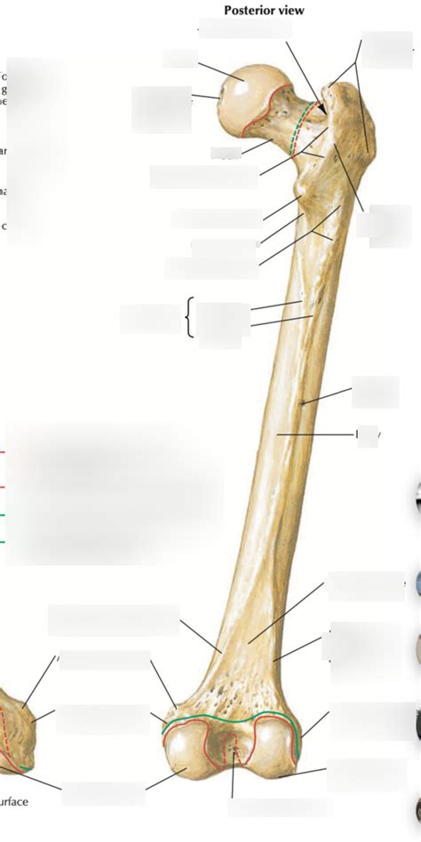 Femur Posterior View Diagram Quizlet