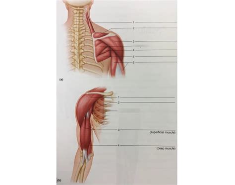 Shoulder anterior and posterior Quiz