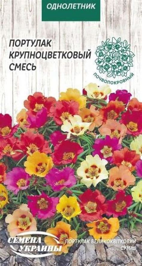 Organic Flower Seeds Purslane Large Flowered Mix Portulaca Grandiflora