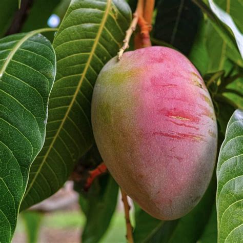 Mango Tommy Atkins Mangifera Live Tropical Fruit Tree 12 24