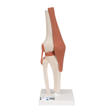 Anatomical Models Joint Models Functional Knee Joint