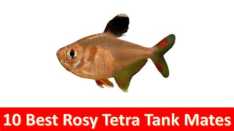 Best Rosy Tetra Hyphessobrycon Rosaceus Tank Mates Youtube