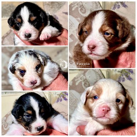 Cuccioli And Cuccioli 6