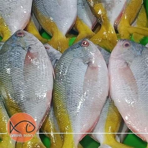 Jual IKAN EKOR KUNING Indonesia|Shopee Indonesia