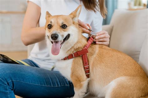 La Leishmaniosis En Perros Madagascar Mascotas