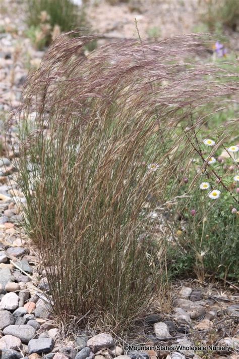 Aristida purpurea (Purple Three Awn) - Mountain States Wholesale Nursery