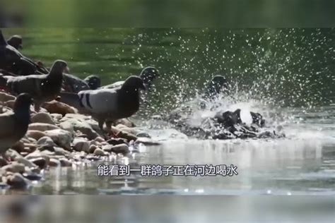 鸽子正在河边喝水，不料一道“黑影”过来，直接命丧当场黑影鸽子