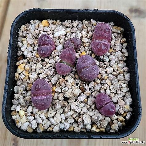 Lithops Optica Rubra Lithops Optica