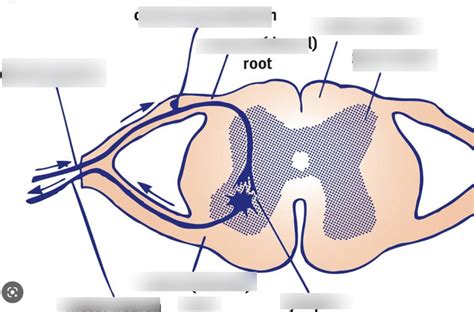 ganglia Diagram | Quizlet