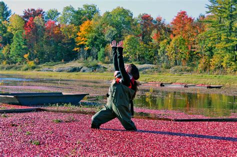 This incredible Ontario cranberry farm is the perfect fall day trip