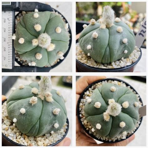 Astrophytum Myriostigma Cactus