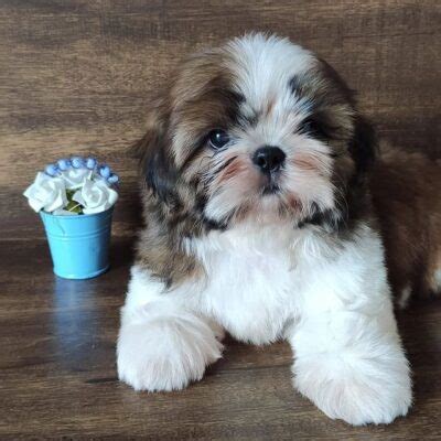 Shih Tzu Puppies For Sale Under 300 Craigslist Shih Tzu Craigslist