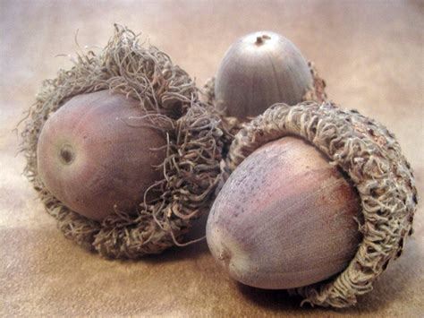 8 Medium Bur Oak Acorns With Caps