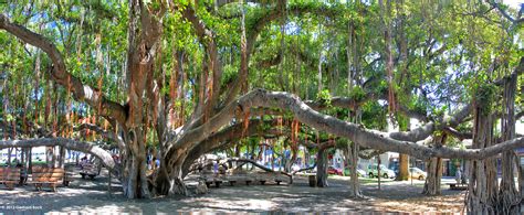 Lahaina Banyan Tree