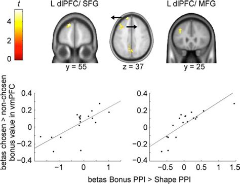 Interactions Between Dorsolateral And Ventromedial Prefrontal Cortex