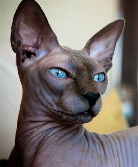 Pin By R2 On ️ Cats Sphynx Elf Oriental Short Haired Balinese And