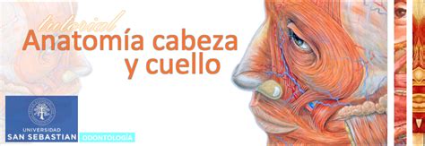 Tutorial Anatomía Cabeza y Cuello Región Suprahioidea