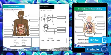 Human Body Systems Labeling Activity Teacher Made Twinkl