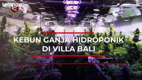 Melihat Pabrik Narkoba Dan Kebun Ganja Hidroponik Di Villa Bali Tempo Co