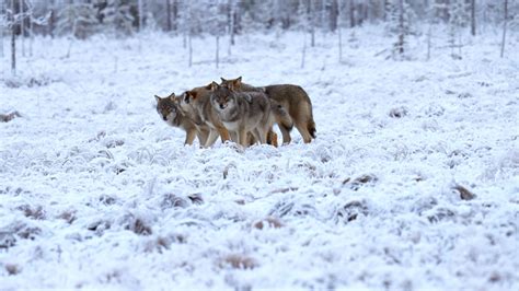 Wolf Pack - Finland, 2022 - Graham Boulnois