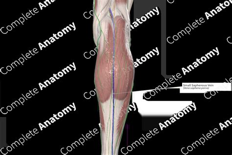 Small Saphenous Vein | Complete Anatomy