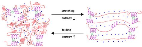 mechanical properties  functions  elastin  overview
