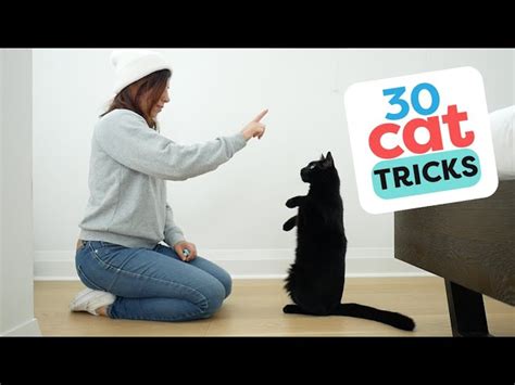 30 Tricks To Teach Your Cat - Your Pets Magazine