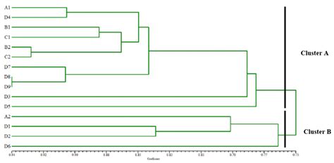 A Dendrogram Among Seven Primers Accessions Of The In Vitro Cultured