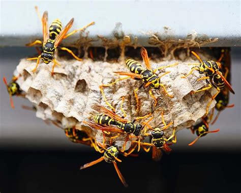 A Planta Que Rapidamente Mant M As Vespas Longe De Sua Casa Elas N O