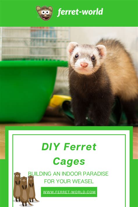 DIY Ferret Cages: An Indoor Paradise for Your Weasel