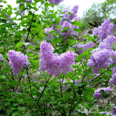 syringa vulgaris balkan ecology project