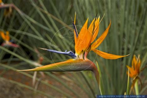 Strelitzia Reginae Alias Strelitzia Hippocampus Bildarchiv