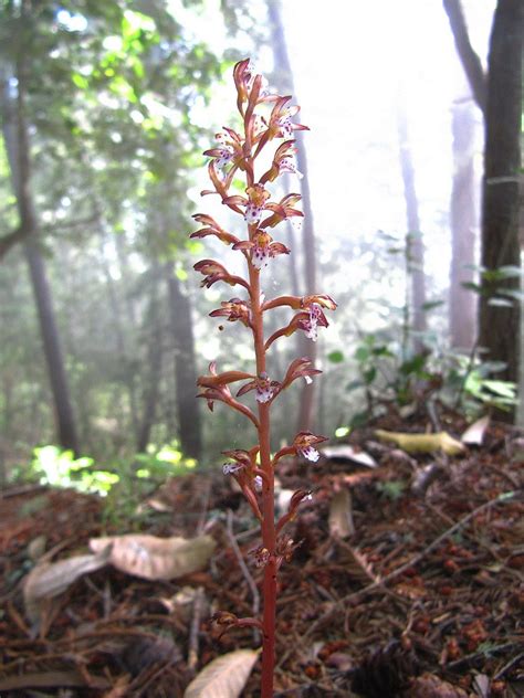 Spotted Coral Root Orchid Corallorhiza Maculata Flickr